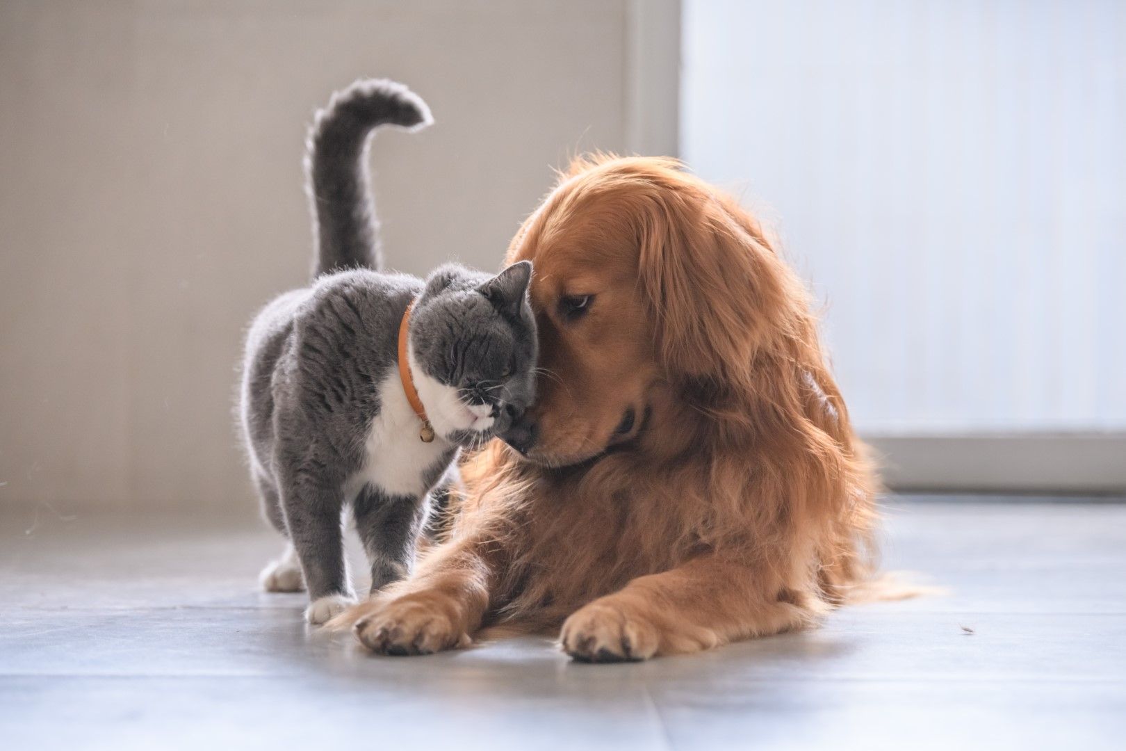 Detox 4 Pets
